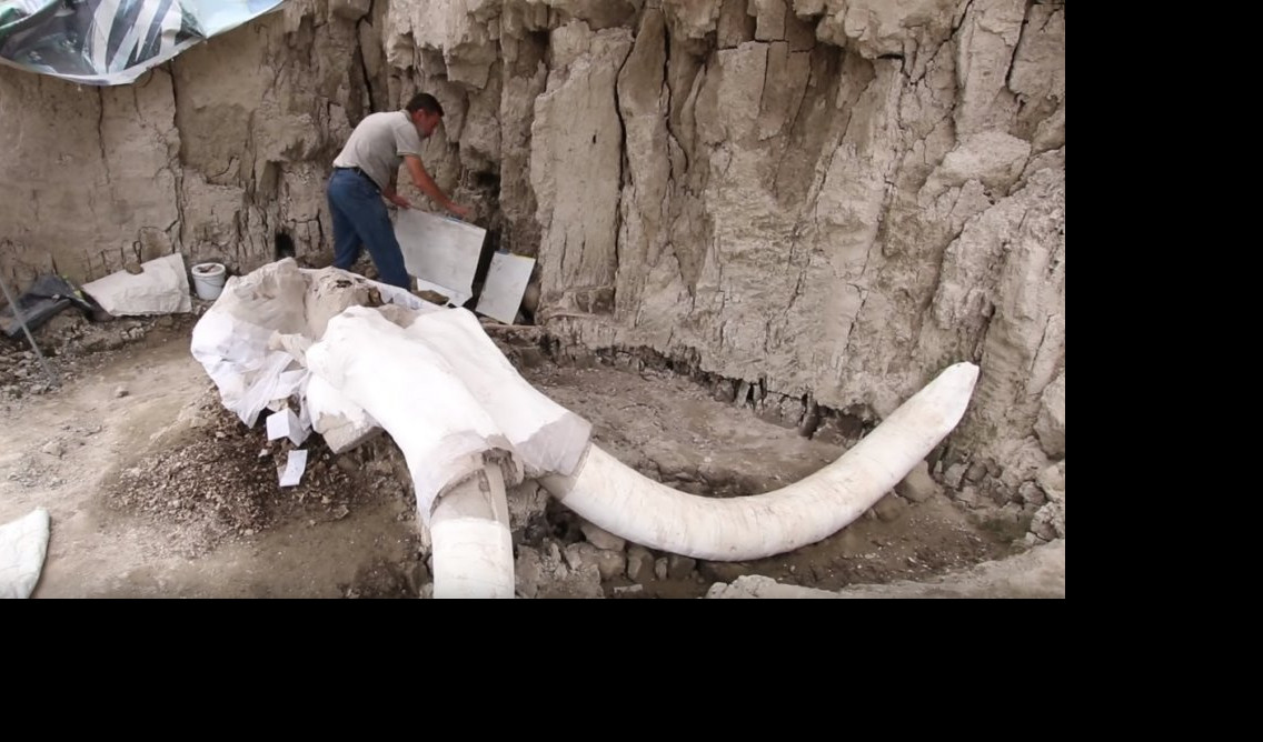 NAJVEĆE OTKRIĆE DO SADA! Naučnici pronašli kosti MAMUTA STARE 14.000 GODINA! (VIDEO/FOTO)