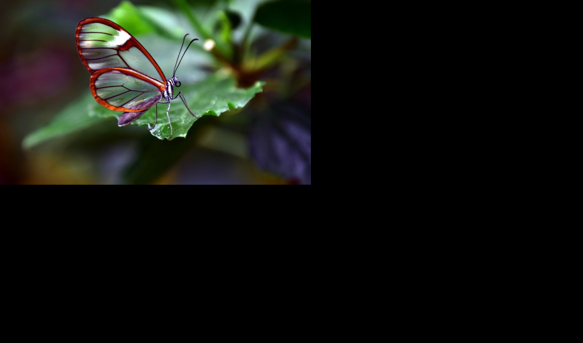 KRILA KAO OGLEDALO: Neobična lepota leptira sa staklenim krilima (VIDEO)