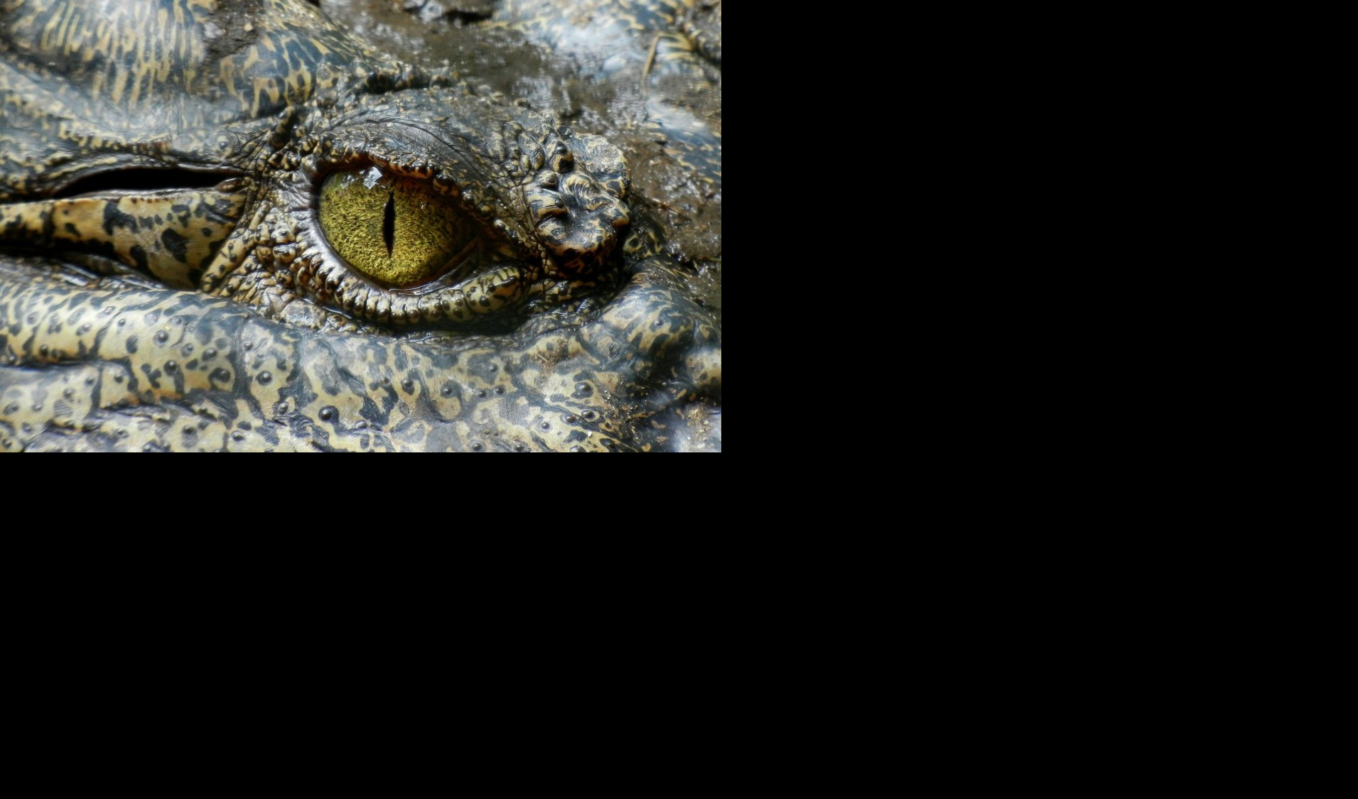 ŠOK OTKRIĆE! U ostacima krokodila od pre 95 MILIONA godina pronađeno OVO - naučnici ne veruju svojim OČIMA (FOTO)