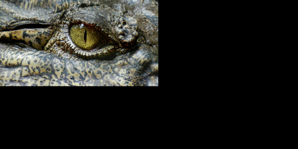 Naučnici pronašli ostatke praistorijskog krokodila! Ovaj slučaj otkriva nešto NOVO o njihovom poreklu!