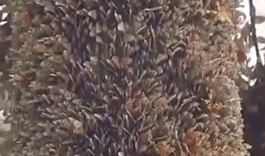 STABLO, MORSKA TRAVA ILI NEŠTO TREĆE? Možete li da prepoznate šta je na snimku? (Video)