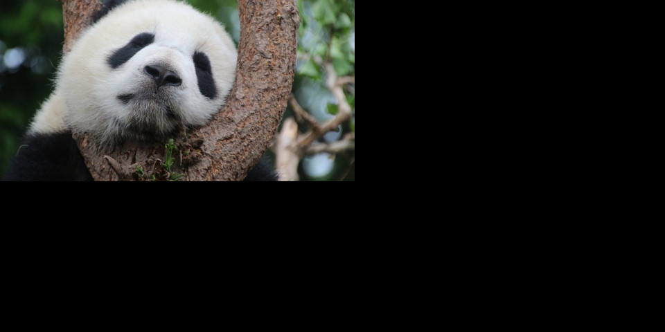 ČUDO U ZOOLOŠKOM VRTU! Džinovska panda rodila blizance! /VIDEO/