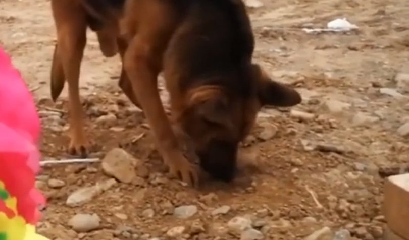 DEDA JE UMRO, A NA NJEGOVOJ SAHRANI PAS je dokazao koliko je veran! (VIDEO)