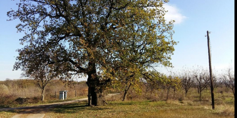 (FOTO) HRAST STAR ŠEST VEKOVA U ČIBUKOVICI IMA MAGIČNU MOĆ! U njemu je mala crkva, a u krošnji se, kažu, skupljaju dobre vile!