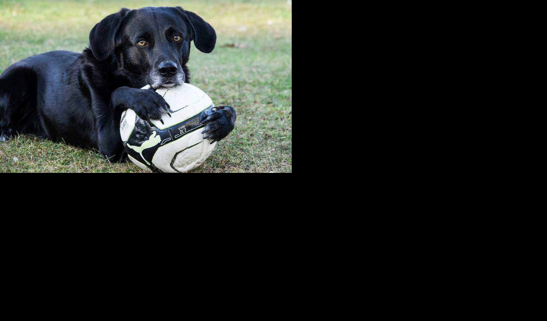 POMNO PRATI! Pas je veliki fan fudbala (Video)