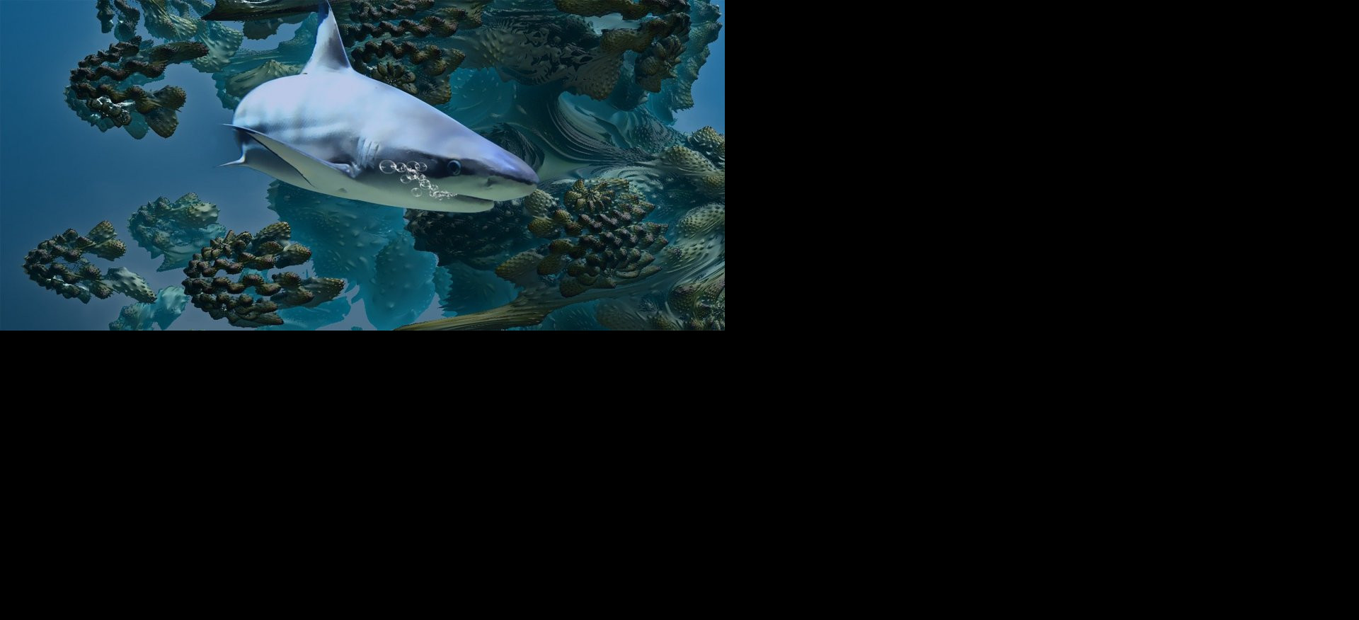 AJKULA OD ŠEST METARA KRUŽILA OKO PLIVAČA! Dramatičan susret sa morskim predatorom (VIDEO)