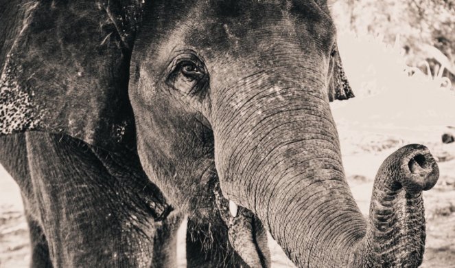 ŽIVOTINJA ZA PRIMER! Da li ste znali da slonovi imaju kućno vaspitanje? (Video)
