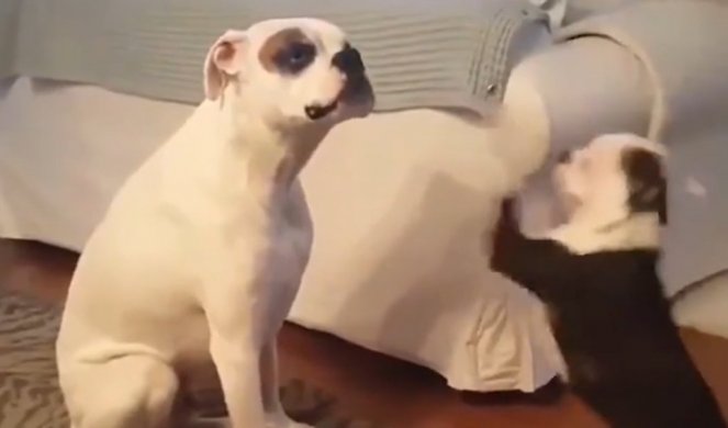 PRESMEŠNO! Urlaćete od smeha kada vidite šta radi ovaj pas! (Video)