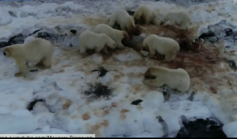 (VIDEO) INVAZIJA ZVERI NA SELO! Decu ispred škola čuvaju straže, otkazane sve javne aktivnosti, MOGUĆE TRAJNO ISELJENJE LJUDI!