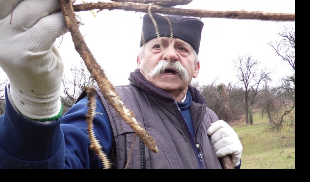 SRPSKI SKOČKO BOLJI OD VIJAGRE! Muškarci iz Srbije LUDE ZA OVOM BILJKOM, a Mirko otkriva zašto!