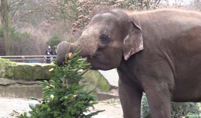 NE ZNATE ŠTA ĆETE S JELKOM POSLE PRAZNIKA? U Berlinu ih daju životinjama u zoo vrtu! (VIDEO)
