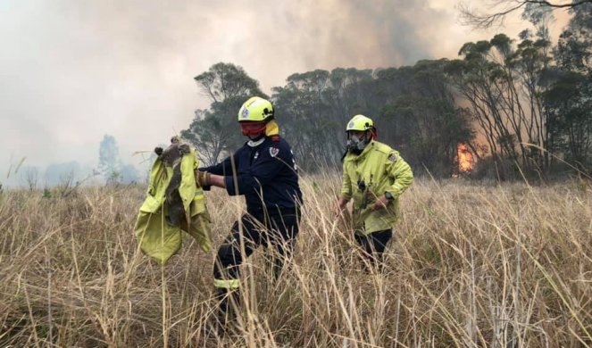 KATAKLIZMA! U požarima u Australiji stradalo 480 miliona životinja!