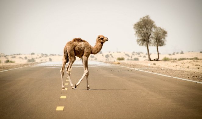 (VIDEO) OČAJNIČKA ODLUKA! Australijanci hoće da naprave masakr, ubiće bez milosti 10.000 žednih kamila!