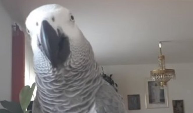 (VIDEO) ON JE HULIGAN I MAZA KOJI SEBE ZOVE "PILE MOJE"! Papagaj Hugo ima više od 10 hiljada pratilaca na društvenim mrežama!