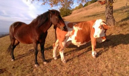 (VIDEO) NAJLUĐA SRPSKA LJUBAVNA PRIČA! Konj Soko zaljubljen u kravu Šarku, kobila poludela od ljubomore!