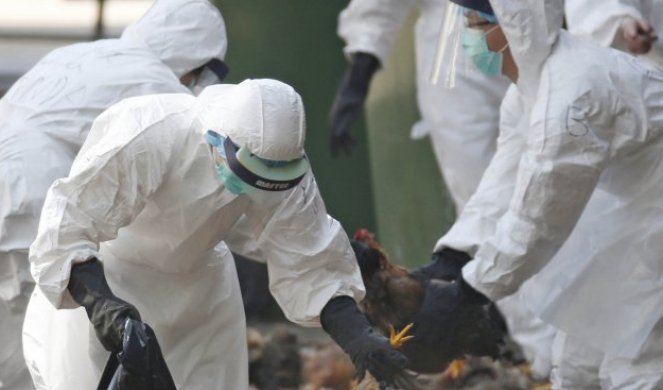 PANIKA U VUHANU! Uginulo 18.000 ptica od posledica ptičjeg gripa H5N1, zaraza se širi