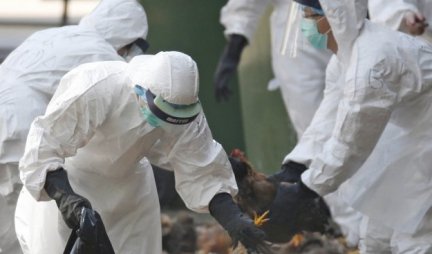 PANIKA U VUHANU! Uginulo 18.000 ptica od posledica ptičjeg gripa H5N1, zaraza se širi