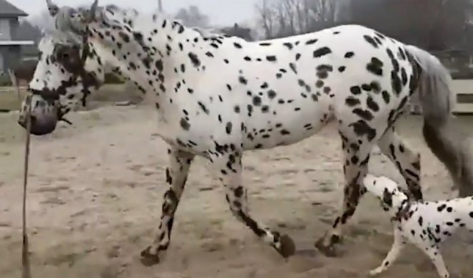 OVAKO NEŠTO JOŠ NISTE VIDELI! Pas i konj kao da su blizanci (Video)