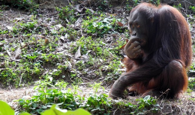 (FOTO) KAKVA SCENA! Orangutan pružio ruku kako bi pomogao čoveku da se izvuče iz reke!