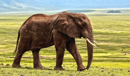 (TOP VIDEO) UPOZNAJTE SOMANA! Evo koliko ima godina najstariji slon koji na dnevnom nivou pojede najmanje 150 kilograma lišća i preti da uđe u Ginisovu knjigu rekorda!