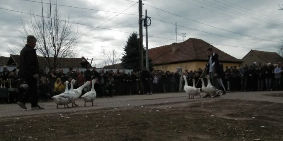 (VIDEO) ARPAD JE NOVI ŠAMPION GUSANIJADE U MOKRINU! Trebalo mu je 10 minuta da sruši bivšeg šampiona Cezara! (VIDEO/FOTO)