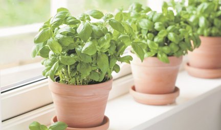 BOSILJAK, ĐUMBIR I REN ČISTE SINUSE! Aromatične biljke mogu da vam pomognu kod respiratornih infekcija