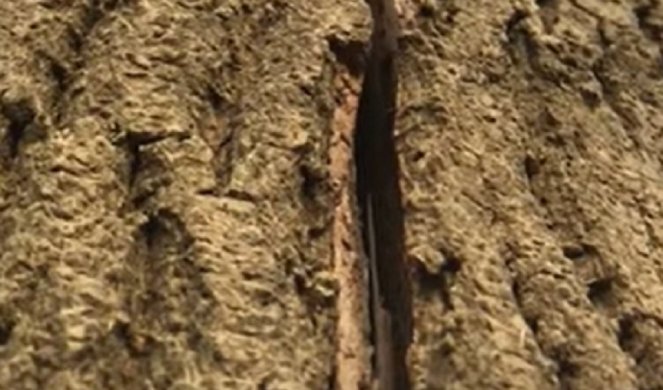 ČUDO USRED ŠUME! Ovo drvo DIŠE - Šokirani svedoci ZANEMELI kada su videli kako se POMERA! (VIDEO)