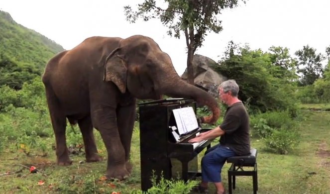 KLASIČNA MUZIKA U BORBI PROTIV BOLESTI! Betovenove kompozicije pomažu slepim slonovima! (Video)