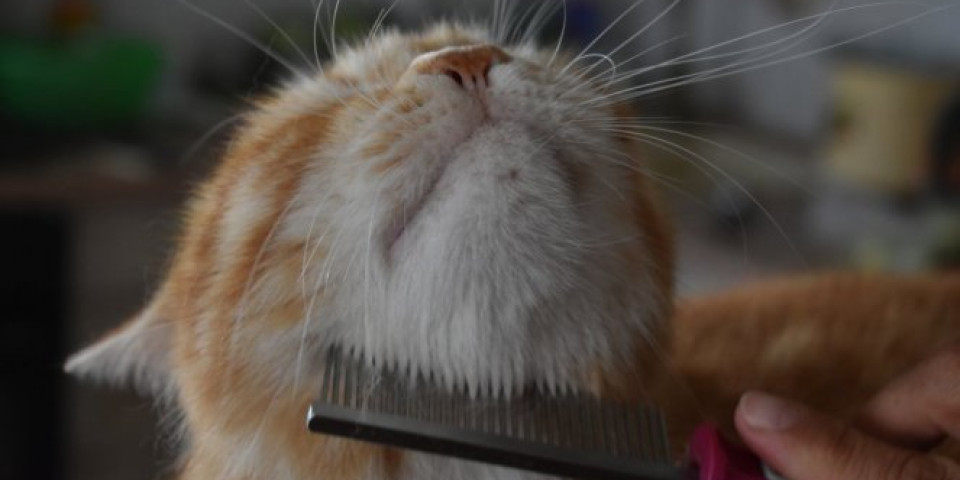 NESVAKIDAŠNJA SITUACIJA! Maca u poseti frizera! (Video)