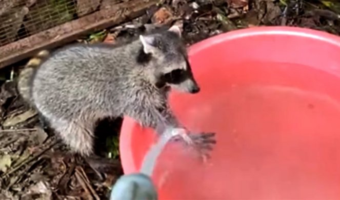 JOŠ JEDNA LEKCIJA ČOVEČANSTVU! Ako jedan rakun može da pere ruke, možemo i mi! (Video)