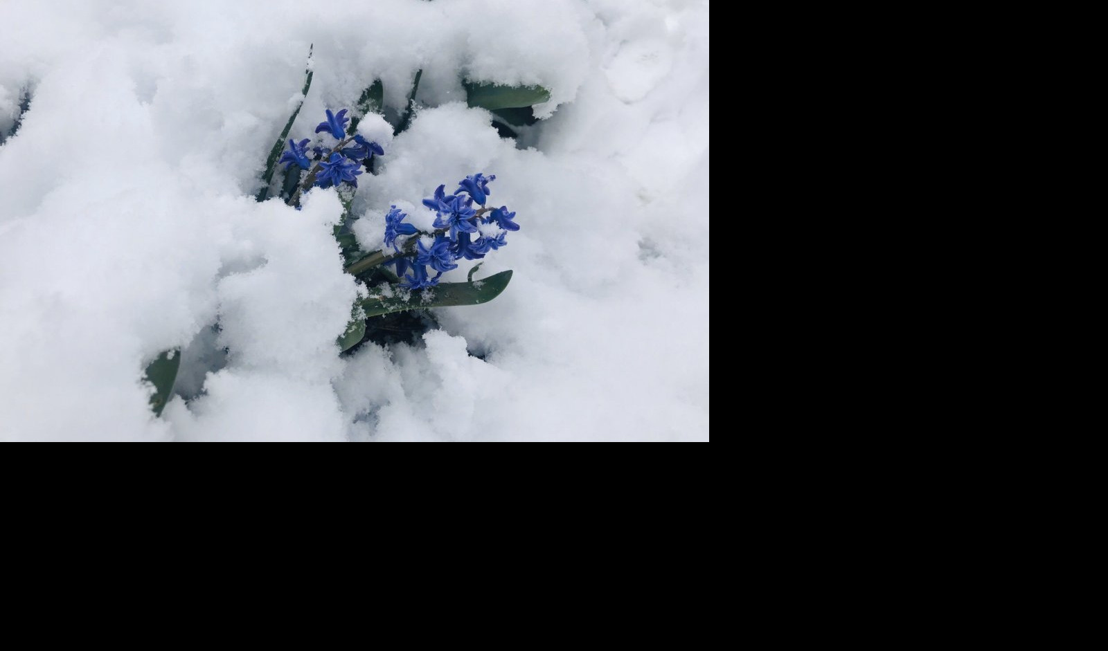 (VIDEO/FOTO) NIJE PRVOAPRILSKA ŠALA! Sneg zavejao Srbiju, nestvarni prizori zimske idile!