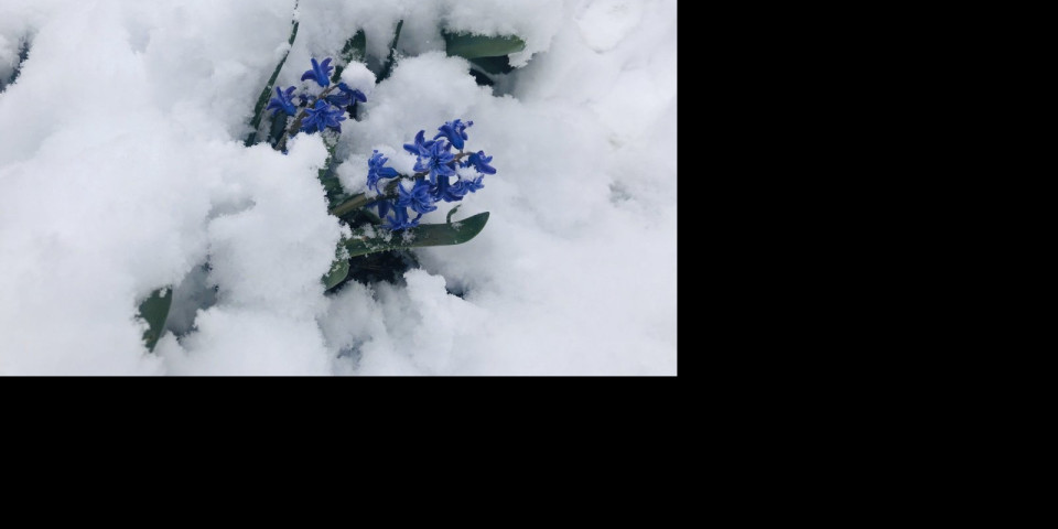 (VIDEO/FOTO) NIJE PRVOAPRILSKA ŠALA! Sneg zavejao Srbiju, nestvarni prizori zimske idile!