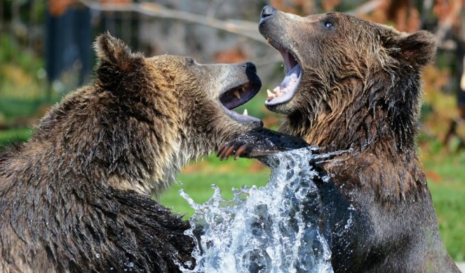 DUPLA NEVOLJA! Mali buldog oči u oči s medvedima! Ko će pobediti? (Video)