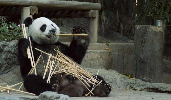 LEPA VEST! DŽINOVSKA PANDA RODILA BLIZANCE! Mladunci se dobro osećaju (FOTO)