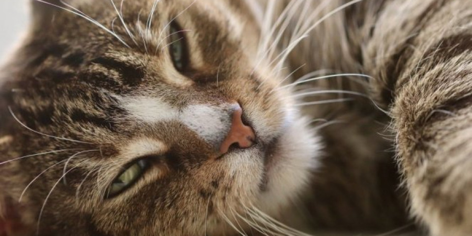 URNEBESNO! Nećete verovati šta ova mačka voli! (Video)