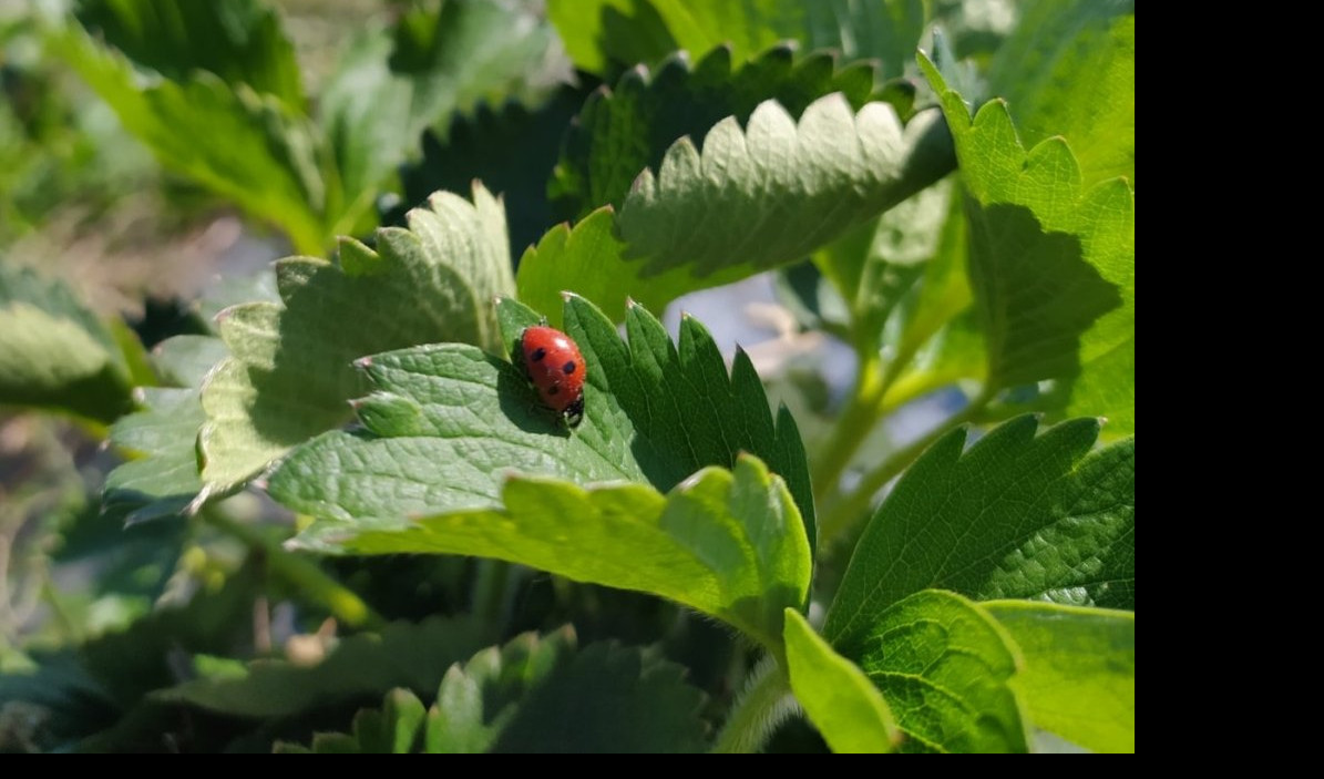 (FOTO) OVO JE NAJNEOBIČNIJE IMANJE U SRBIJI Pavle je beogradske ulice zamenio za seoske sokake, a za njihovom kuhinjom VLADA PRAVA POMAMA