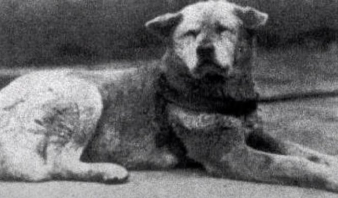 Ovo je priča o najvernijem psu na svetu koji je 9 GODINA SVAKOGA DANA JEDNIM POSTUPKOM DOKAZIVAO SVOJU ODANOST