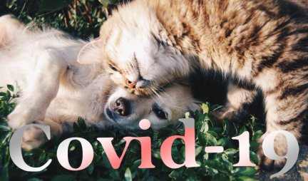 BUDITE VEOMA OPREZNI, I KUĆNI LJUBIMCI SE MOGU ZARAZITI KORONOM! U SAD pronađene dve mačke pozitivne na Covid-19