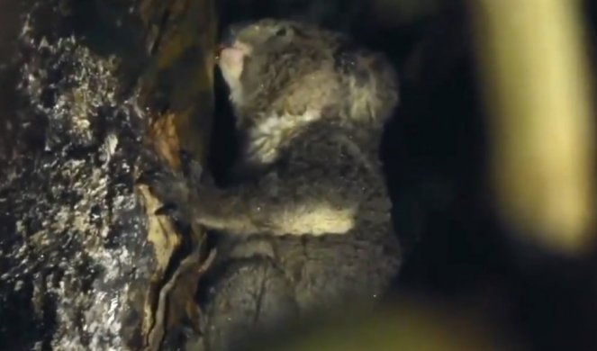 NAUČNICI SU MISLILI DA ZNAJU SVE O KOALAMA! Novo istraživanje i snimci otkrili su neverovatne stvari o ovim životinjama! (VIDEO)