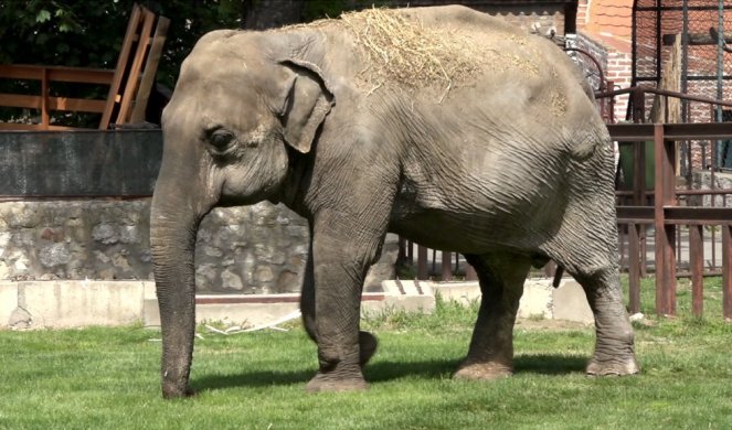 ŽIVOTINJE DOBILE DRUŠTVO ! Zoo vrt konačno dočekao posetioce! (VIDEO)