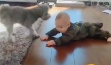 (VIDEO) GLEDAJ MENE, GLEDAJ MENE! Snimak psa koji pokušava bebu da nauči kako da vežba OSTAVIĆE VAS BEZ REČI