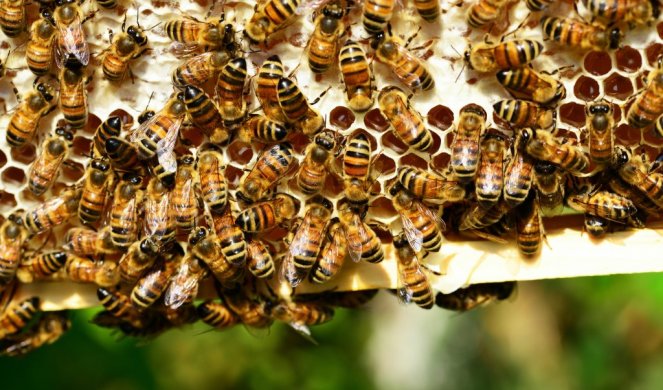 Tragedija u Južnoj Africi! Roj pčela ubio 63 UGROŽENA PINGVINA... kada čujete kako, nećete verovati!+