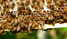 Tragedija u Južnoj Africi! Roj pčela ubio 63 UGROŽENA PINGVINA... kada čujete kako, nećete verovati!+