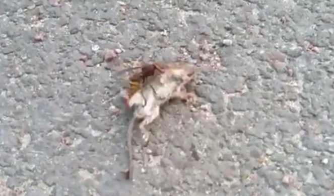 STRAVIČAN SNIMAK INSEKTA PREDATORA! Pogledajte kako STRŠLJEN UBICA napada miša! (VIDEO)