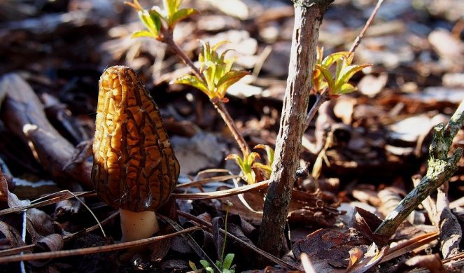 KILOGRAM OVE PEČURKE KOŠTA 100 EVRA Veoma je zdrava i raste po planinama u Srbiji 339249_mushroom-2299116-960-720_f