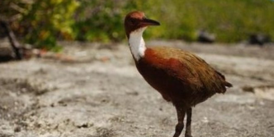 NAUČNICI U ČUDU! Izumrla ptica se pojavila – posle 100.000 godina!