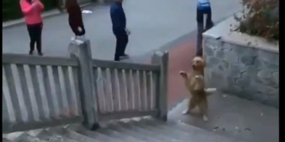 (VIDEO) Pas stao na zadnje šape, a onda učinio nešto zbog čega su prolaznici U NEVERICI TRLJALI OČI