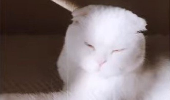 NIKO JE NIJE ŽELEO, A ONDA... Ova mačka ima RAZLIČITU BOJU očiju - nećete verovati kako IZGLEDA! (VIDEO)