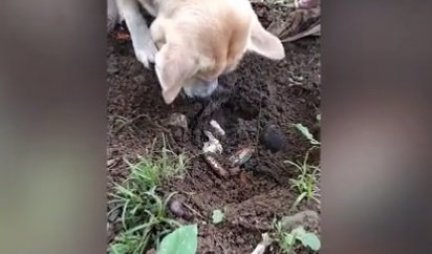 (VIDEO) Čovek je zatekao psa kako kopa zemlju u dvorištu: Ubrzo je shvatio šta pokušava da uradi i ZANEMEO JE