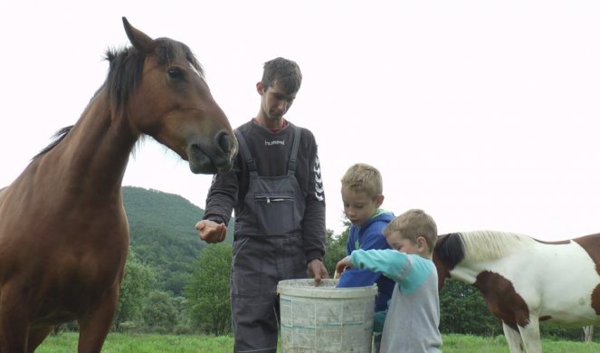 PORED MORAVE GALOPIRA 25 LEPOTANA! Već treća generacija Milosavljevića srećno odrasta uz konje!